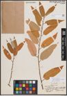 Foto von Salix eriocephala var. watsonii (Bebb) Dorn